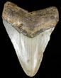 Megalodon Tooth - North Carolina #65690-1